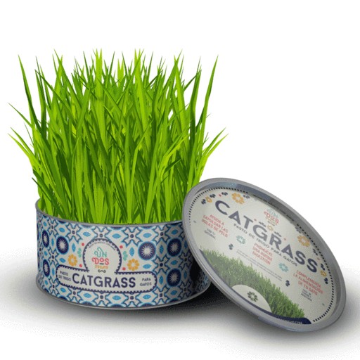 Catgrass